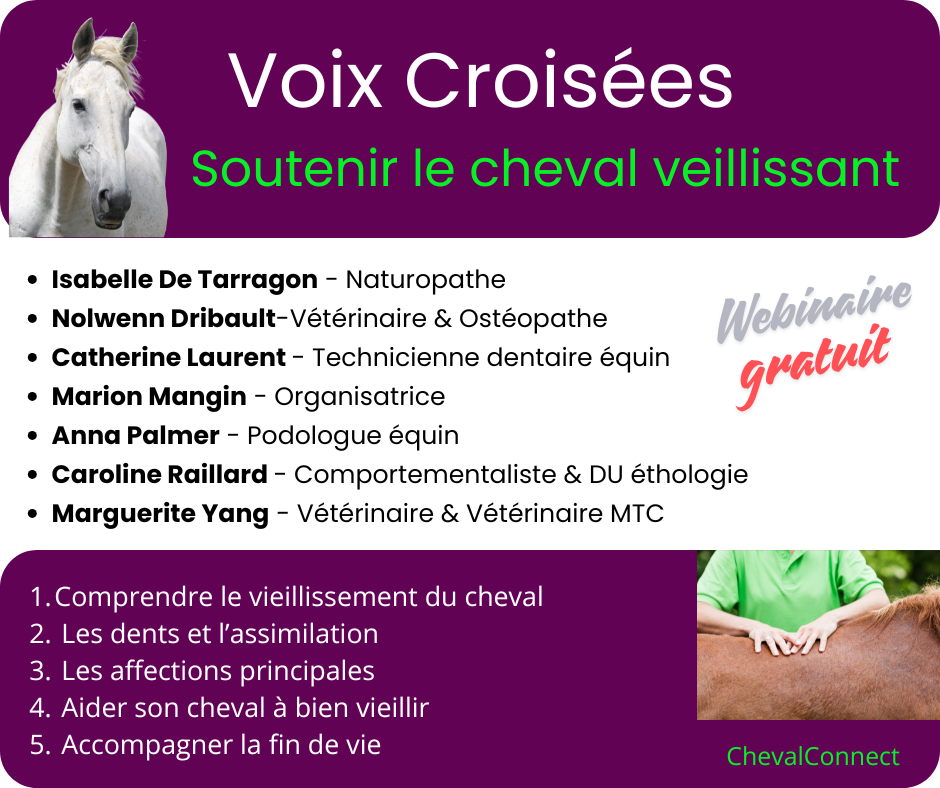 webi cheval âgé